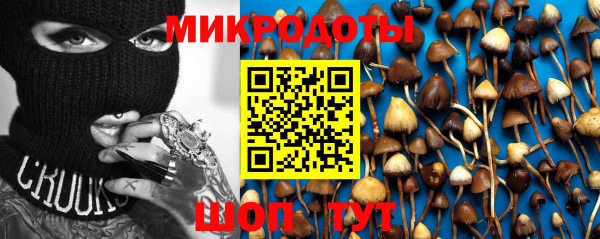 Галлюциногенные грибы Psilocybine cubensis Димитровград